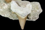 Otodus Shark Tooth Fossil in Rock - Eocene #111038-1